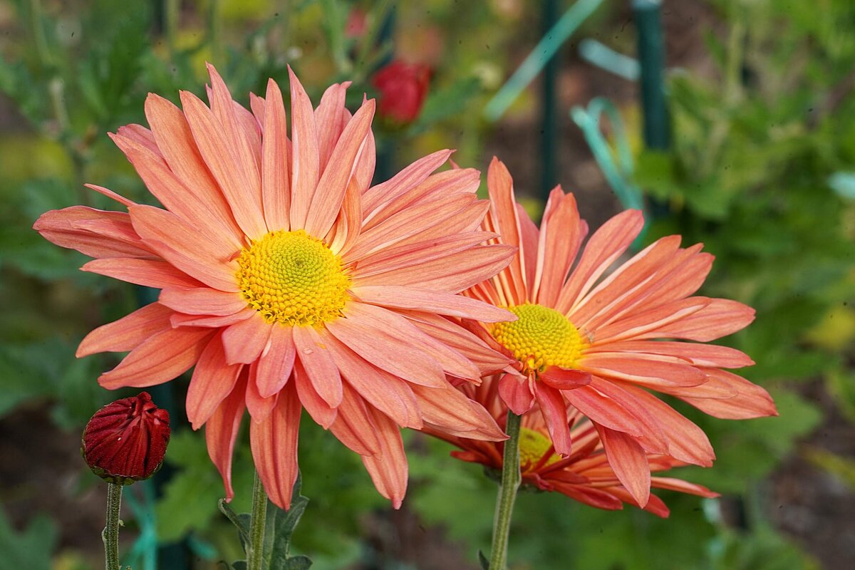 Хризантемы - Татьяна Тюменка