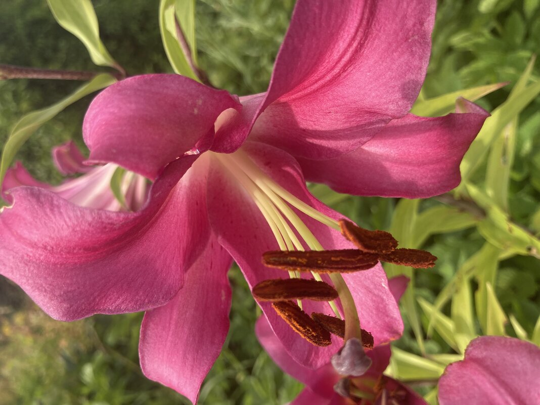 Лилия - Ольга Савельева 