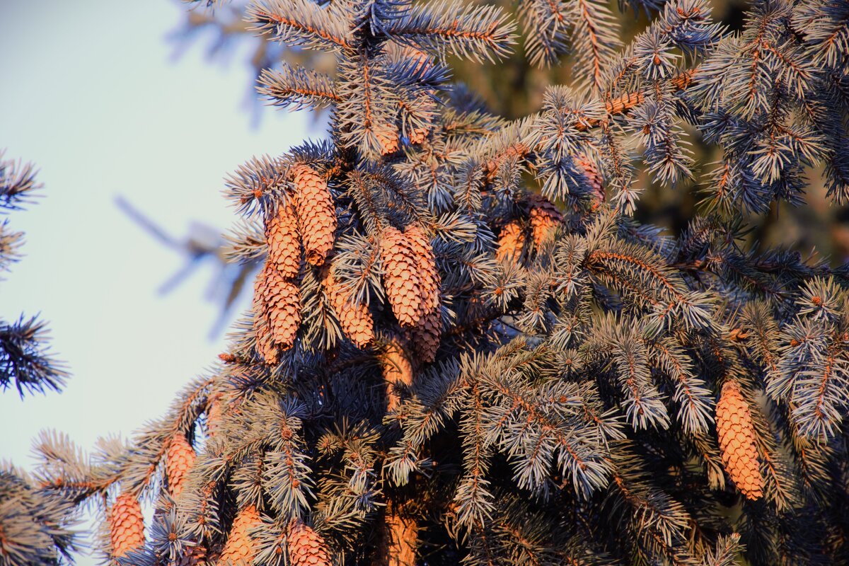 Новогодние шишки! - Юрий Полторыхин.