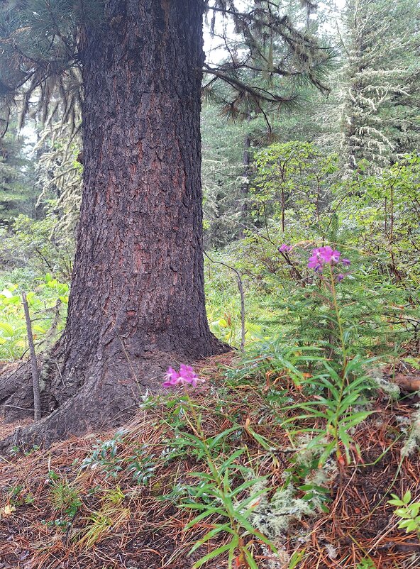 Алтай - Андрей Л. В.