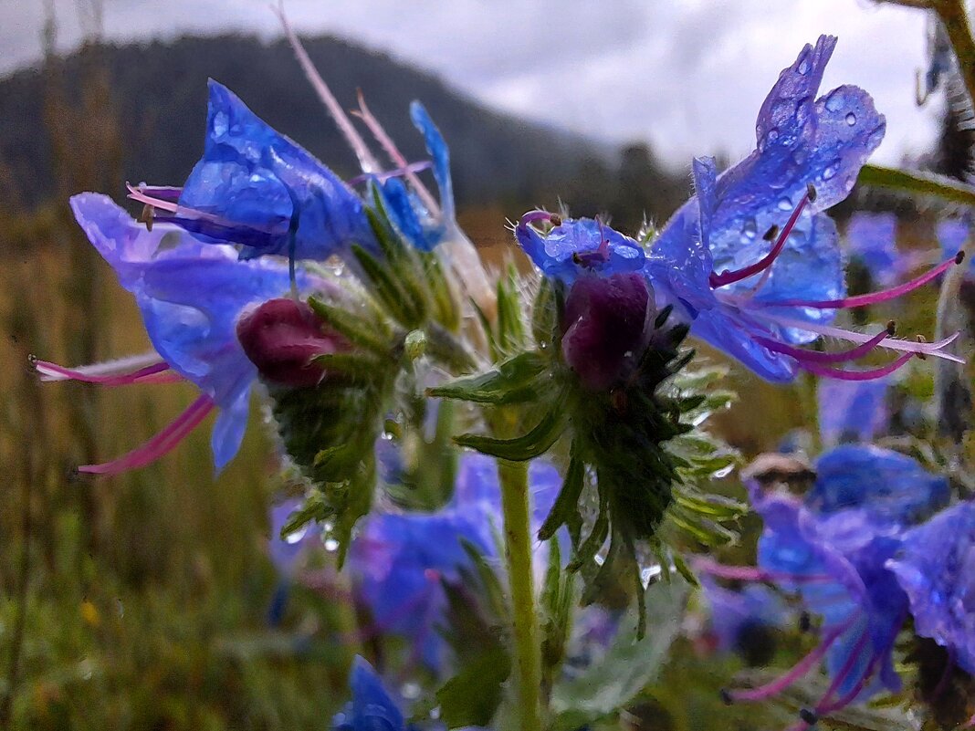 Алтай - Андрей Л. В.