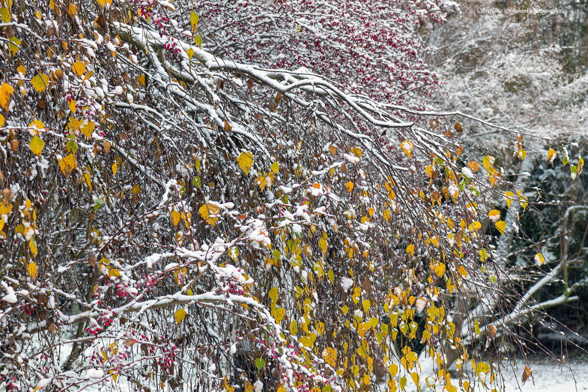 ... - Светлана Ищенко