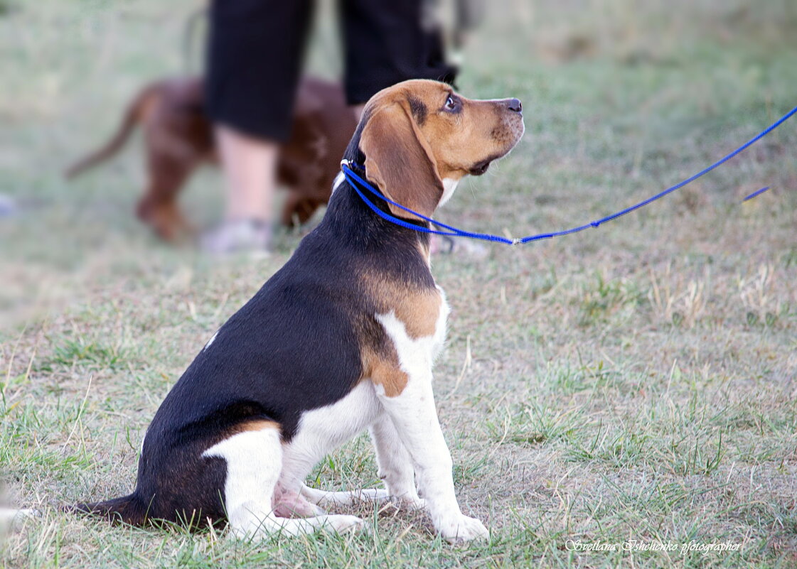 Бигль - Светлана Ищенко Бигль - Светлана Ищенко