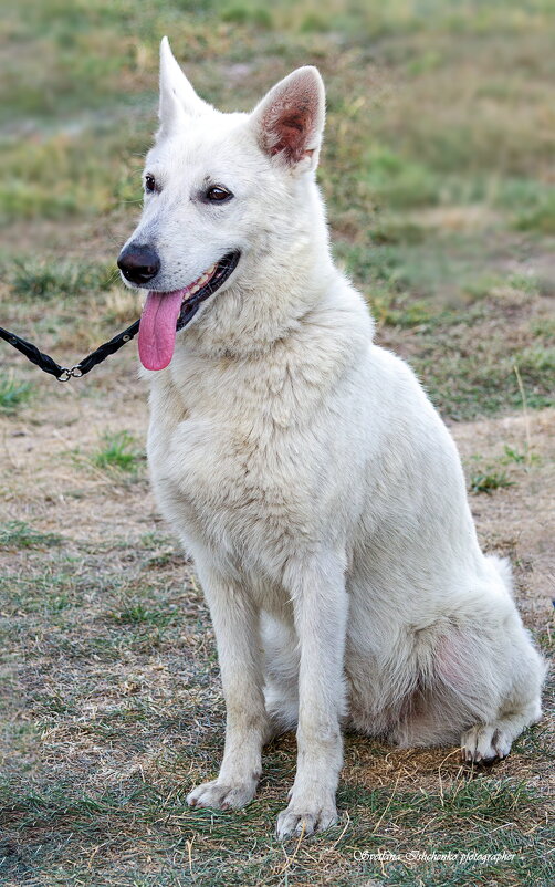 Белая швейцарская овчарка (Белый пастух) - Светлана Ищенко Белая швейцарская овчарка (Белый пастух) - Светлана Ищенко