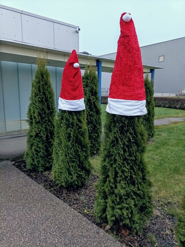 Туя принарядилась ) - Veera V