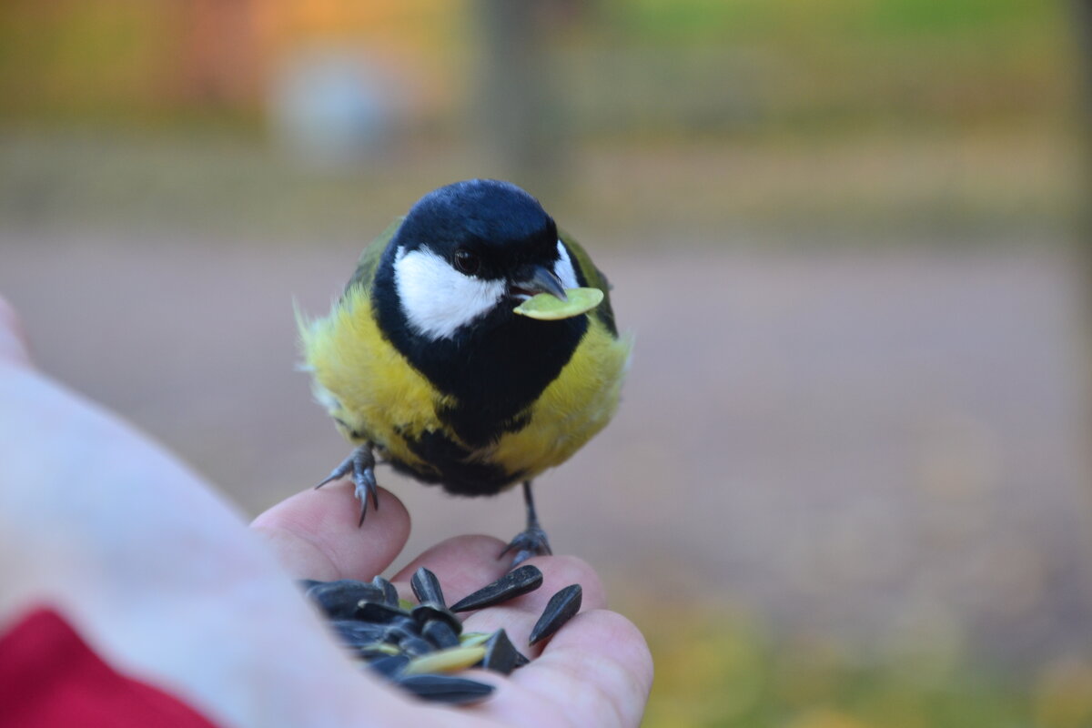 Да призадумалась... - Надежда Да призадумалась... - Надежда