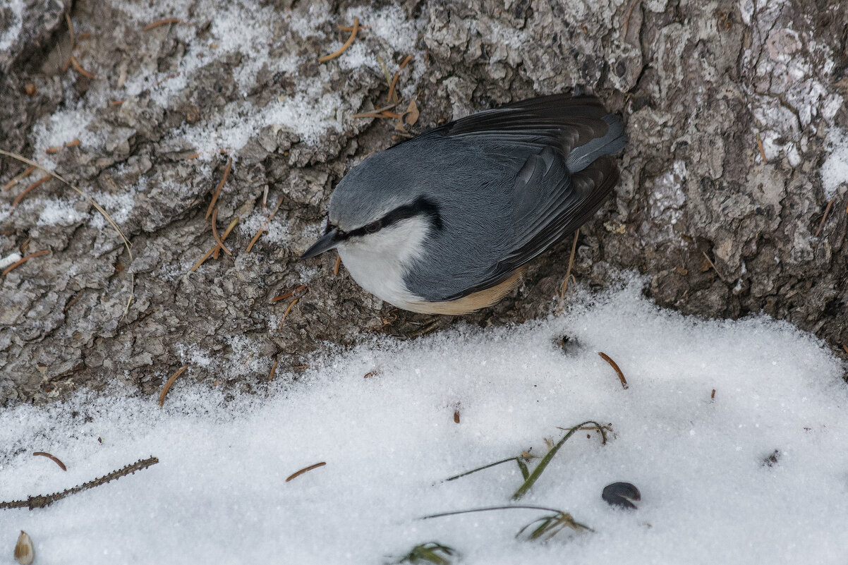 Поползень - Виктор Иванович Чернюк