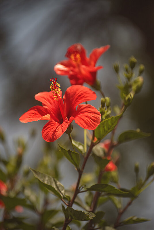 Природа Перу - Svetlana Galvez