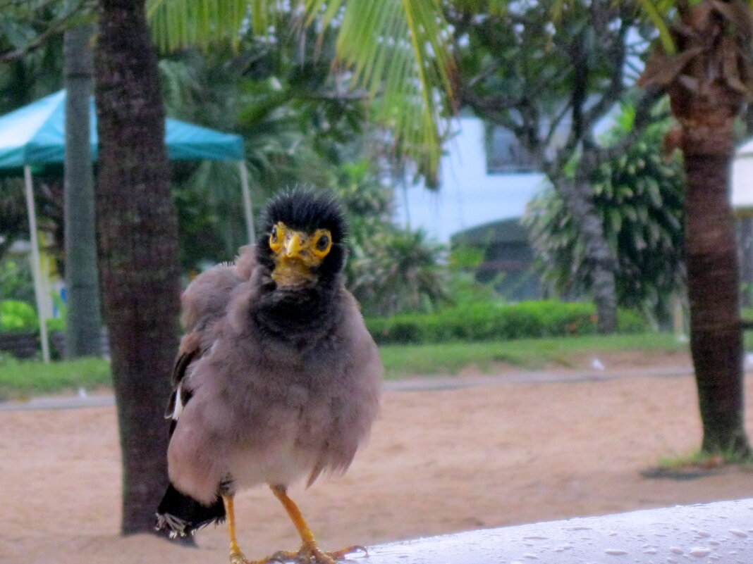 Майна - ирина 