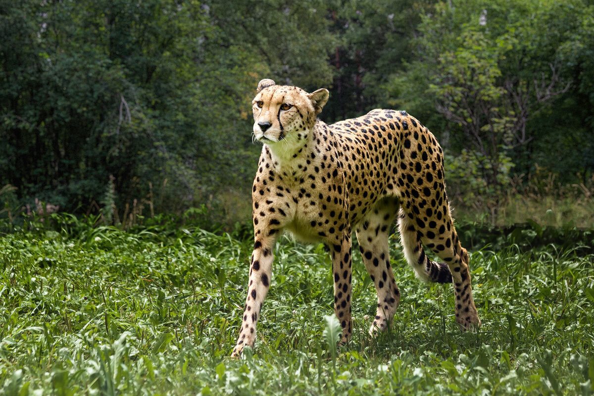 Гепард - SanSan 