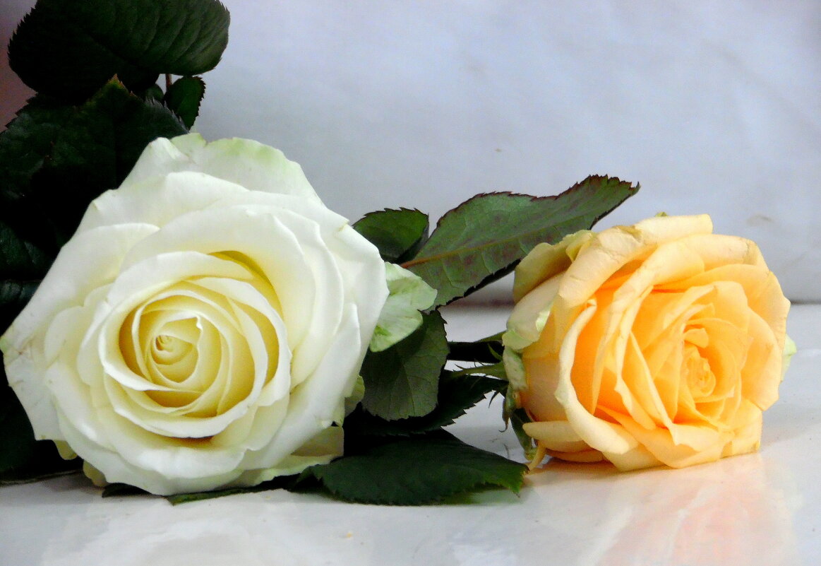 Розы. - nadyasilyuk Вознюк