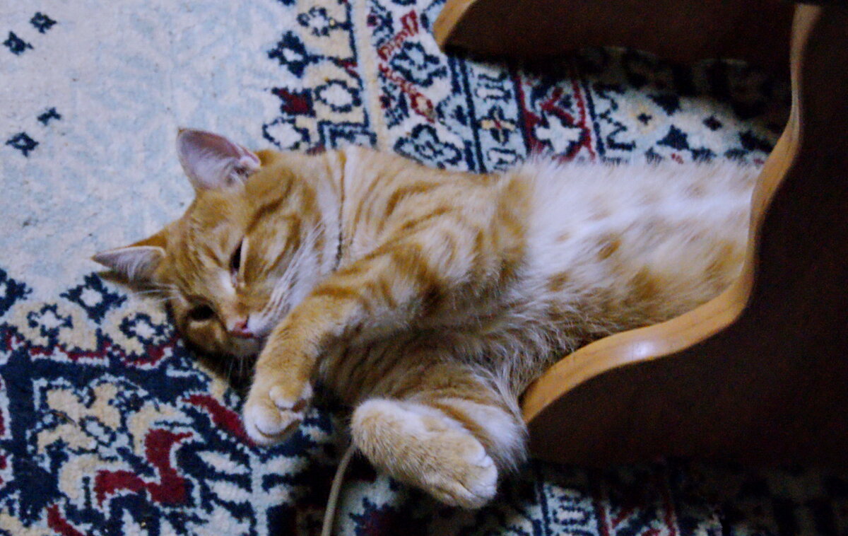 Жизнь кота. - сергей ермошкин Жизнь кота. - сергей ермошкин