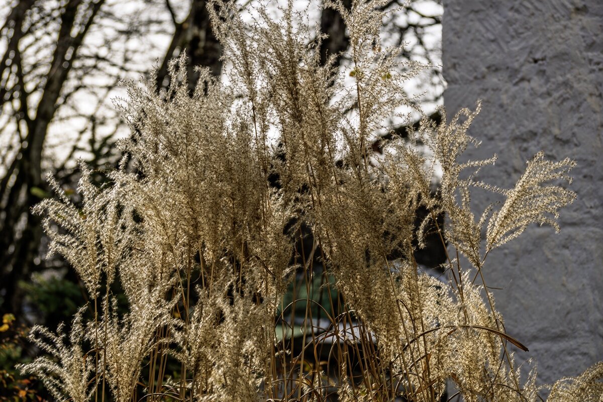 Мискантус китайский - Игорь Сикорский Мискантус китайский - Игорь Сикорский