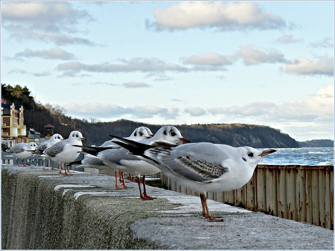 Утренние посиделки. - Валерия Комова