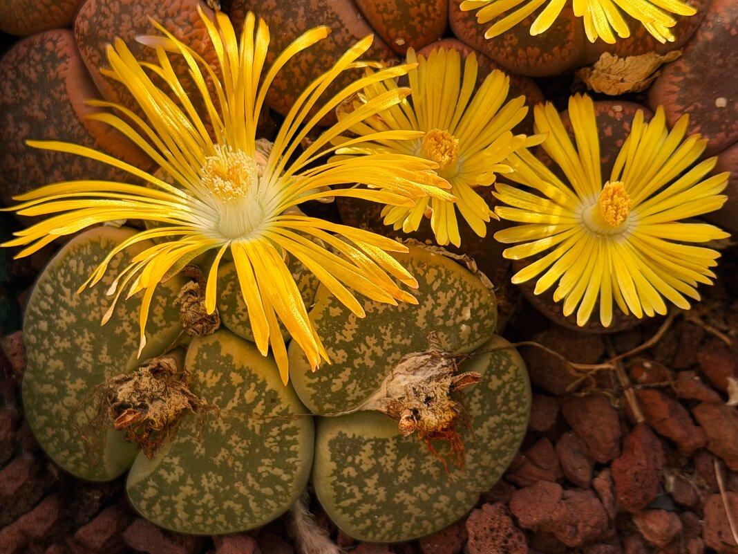 Хоть стало довольно прохладно, но живые камни цветут и сейчас - Александр Деревяшкин Хоть стало довольно прохладно, но живые камни цветут и сейчас - Александр Деревяшкин