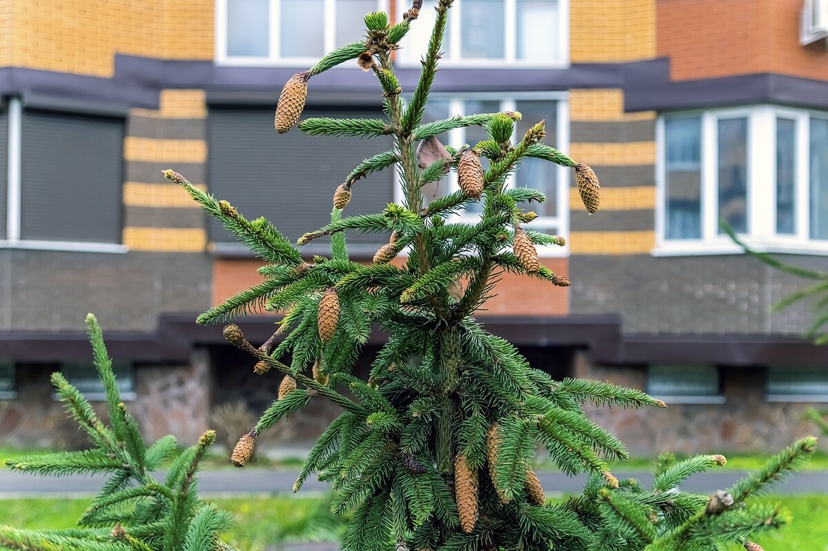 Настоящая и живая - Валерий Иванович Настоящая и живая - Валерий Иванович