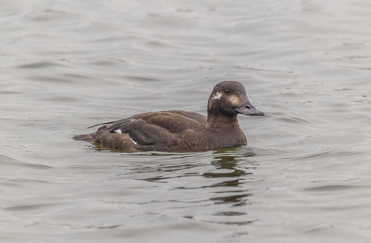 турпан. - юрий макаров