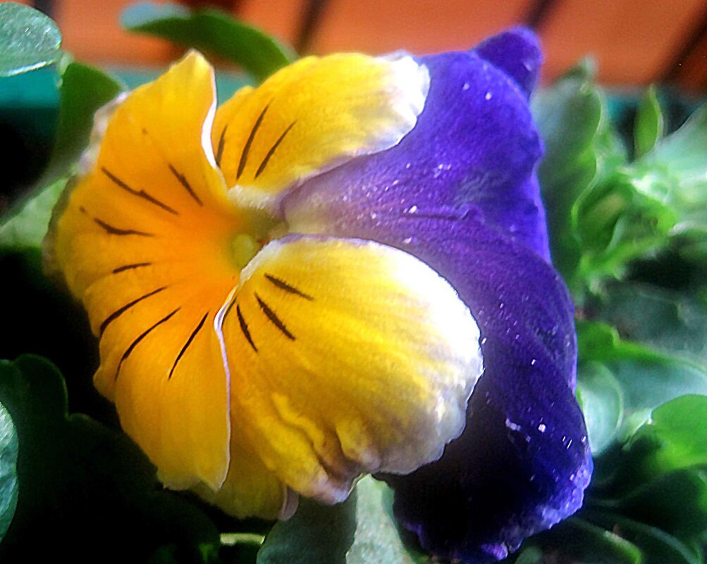 Анютины глазки - Елена Семигина