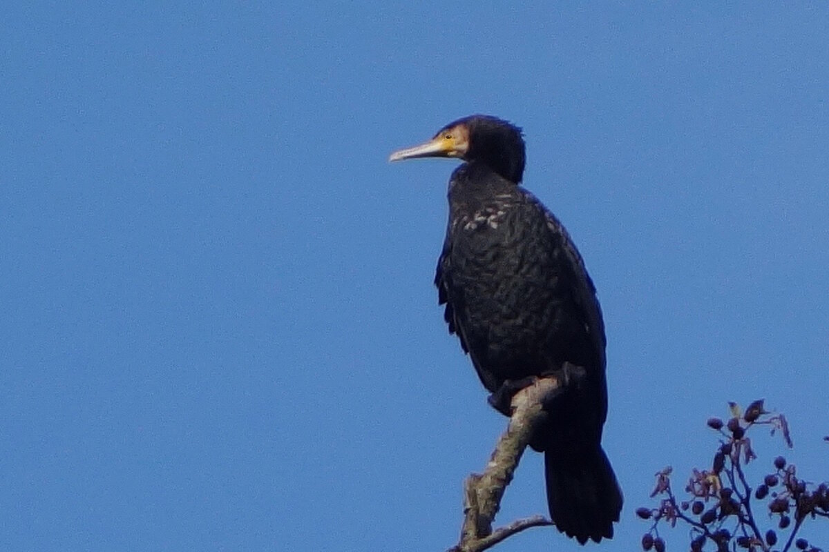 Баклан в городе - Рита Симонова Баклан в городе - Рита Симонова