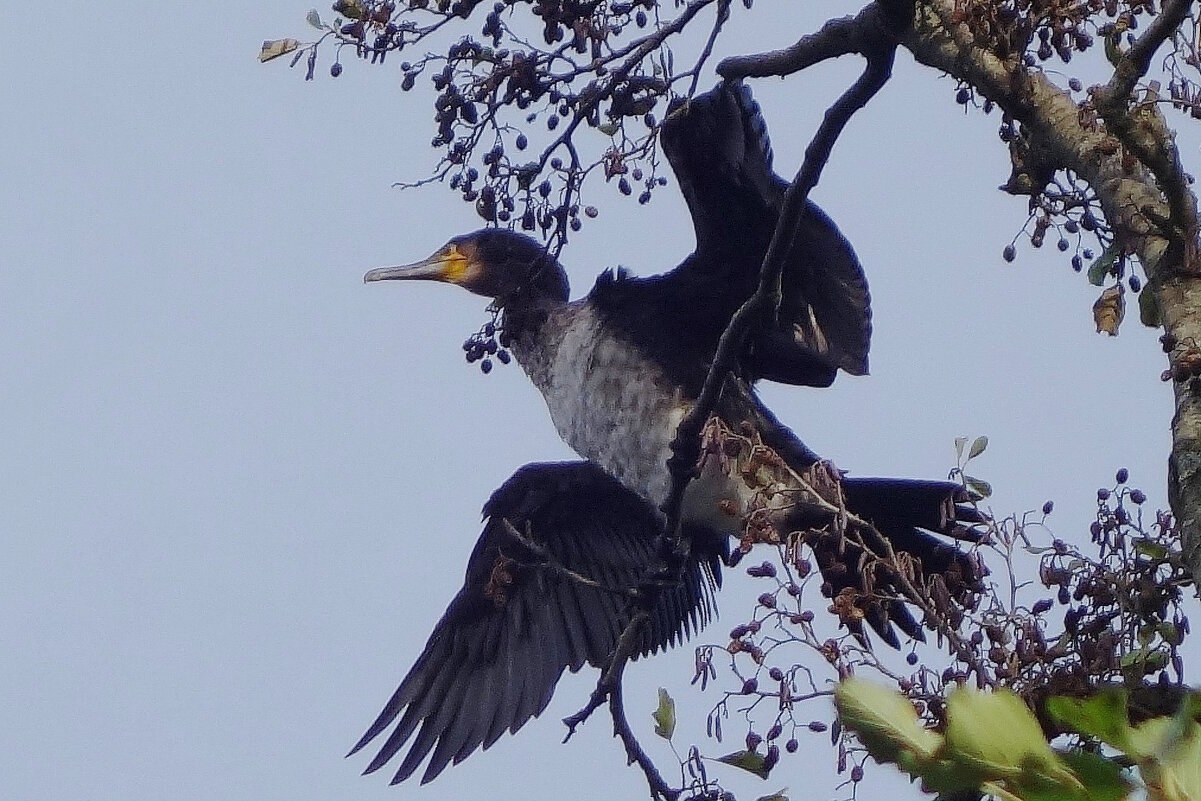 Баклан в городе - Рита Симонова Баклан в городе - Рита Симонова