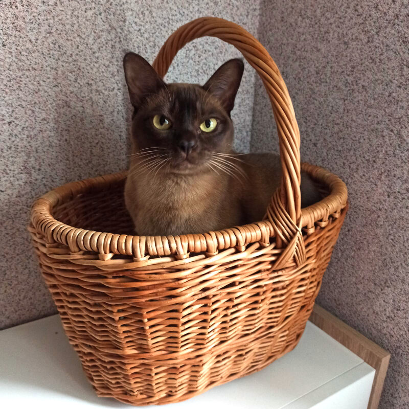 Вместо грибов - Леонид Гакенберг