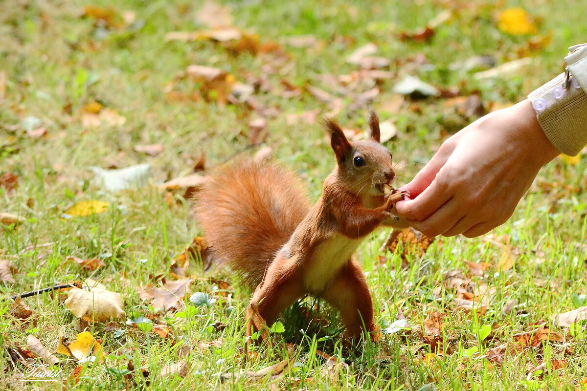 Вкусняшки пришли.... - Sergey (Apg)