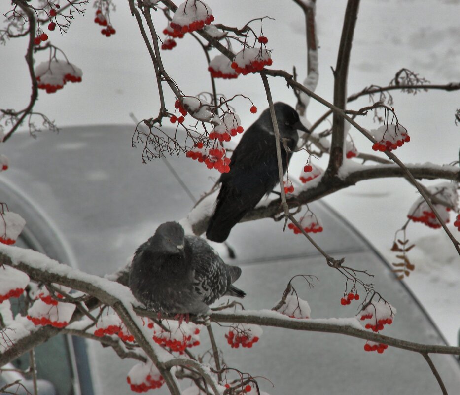 Зима в городе - Венера Чуйкова Зима в городе - Венера Чуйкова