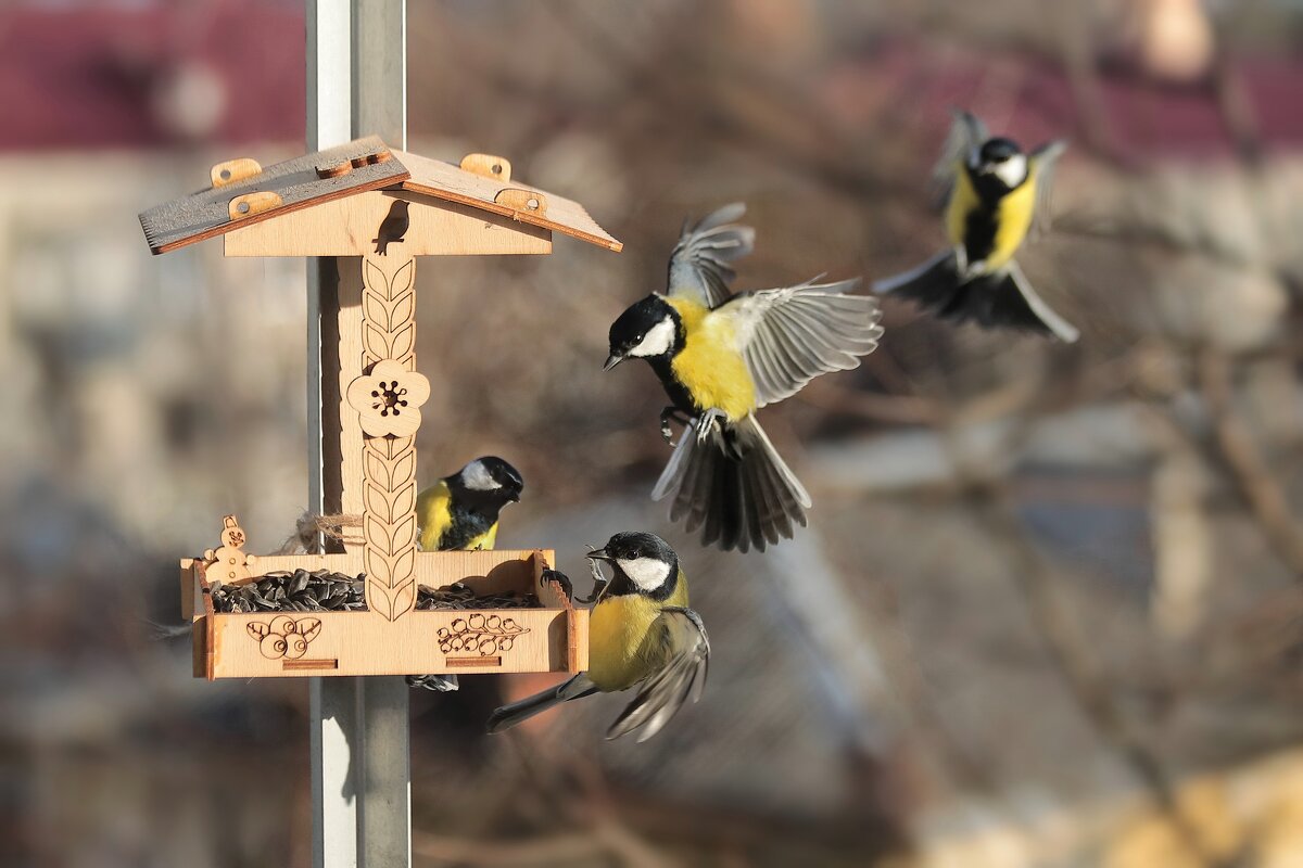 Ура, полная кормушка. - Татьяна Бравая Ура, полная кормушка. - Татьяна Бравая