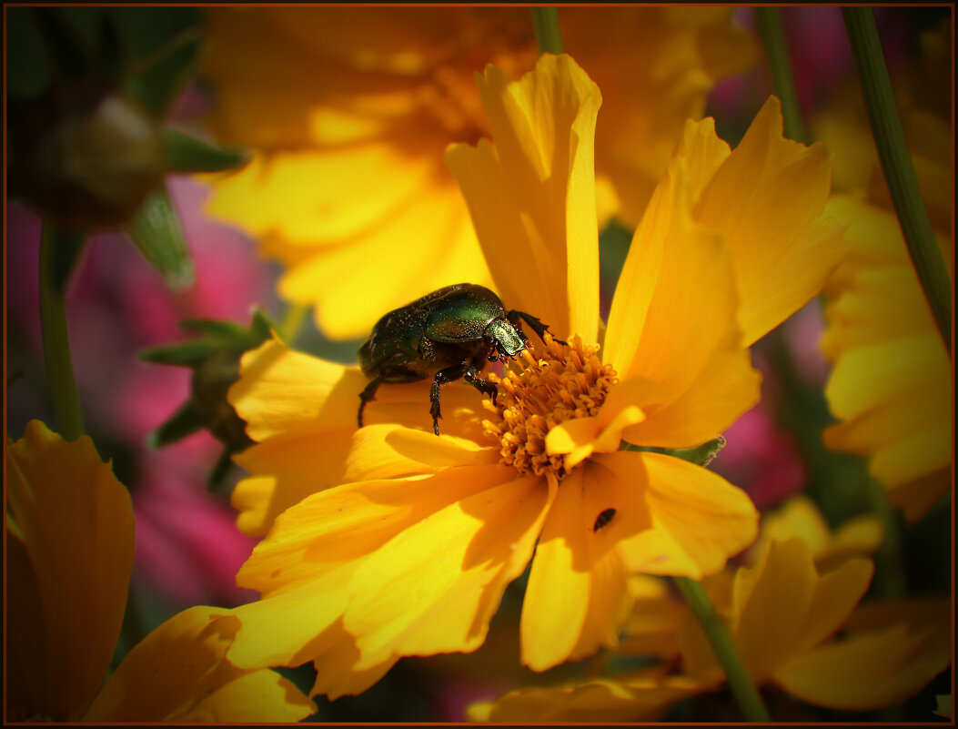 Жук на цветке. - Александр 