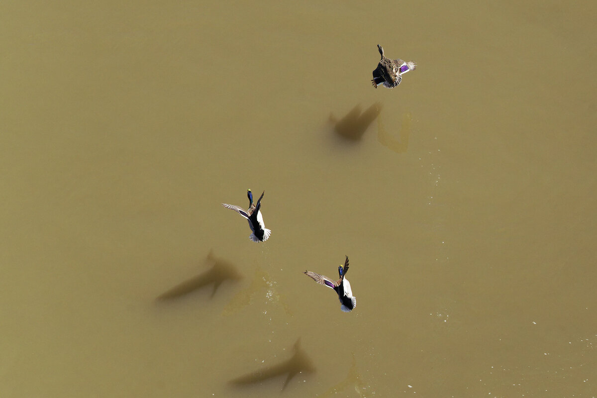 Авиашоу - на бреющем... - Вячеслав Алтай Авиашоу - на бреющем... - Вячеслав Алтай