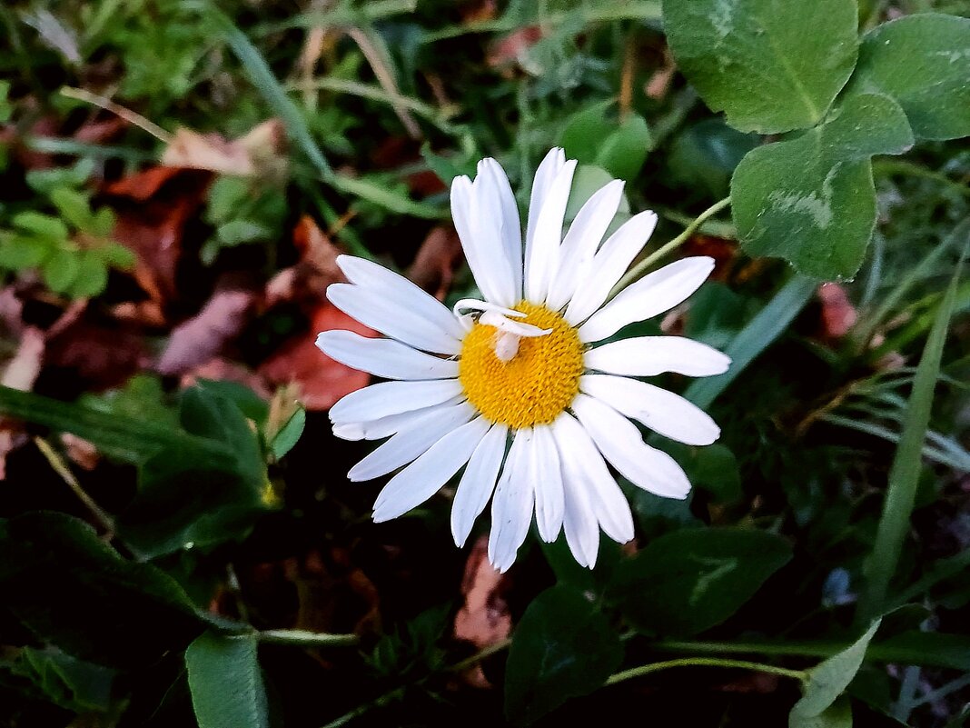Осенняя ромашка. - Лия ☼ Осенняя ромашка. - Лия ☼
