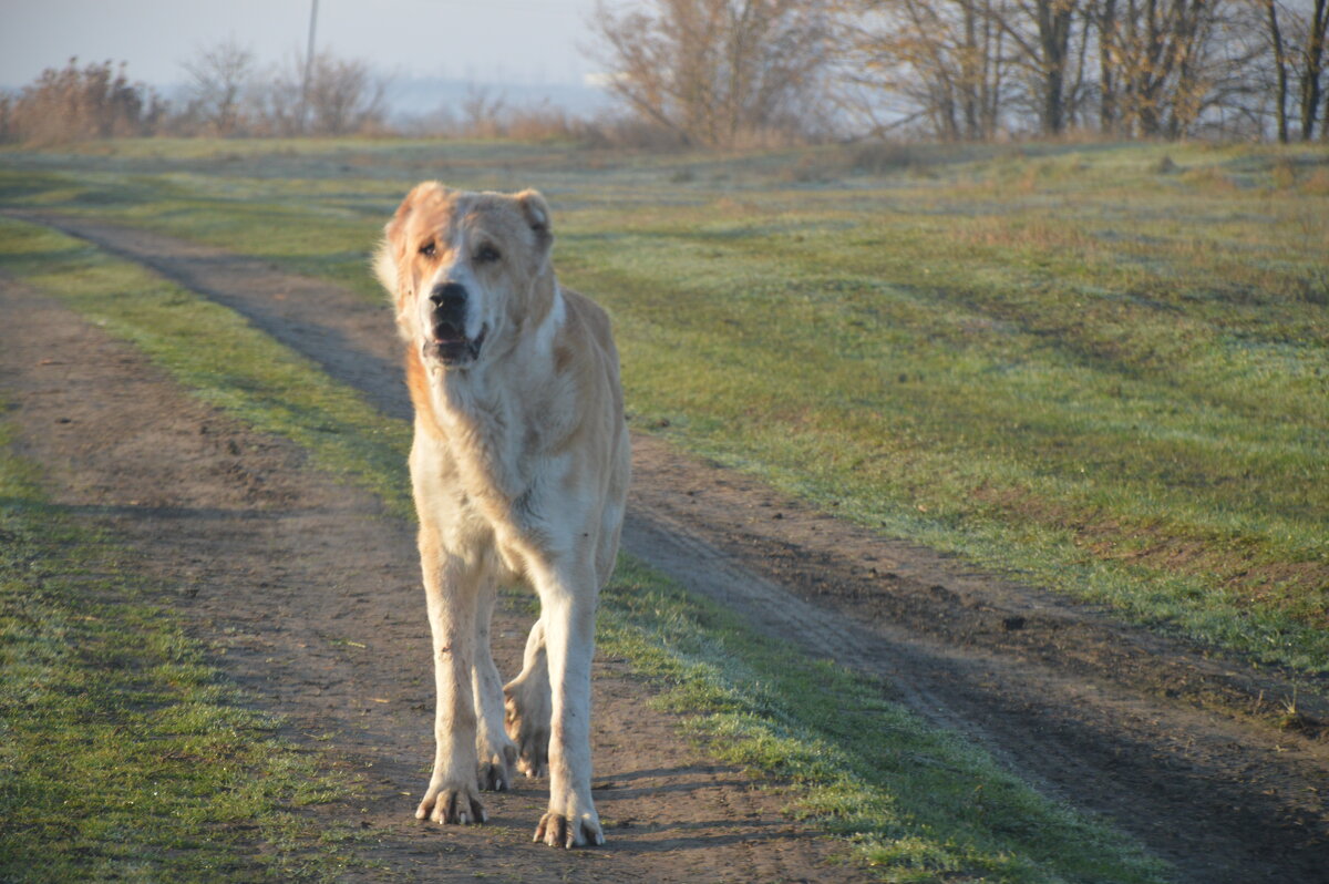 " Грозный заместитель пастуха". Алабай (среднеазиатская овчарка) - Надежда Куркина " Грозный заместитель пастуха". Алабай (среднеазиатская овчарка) - Надежда Куркина