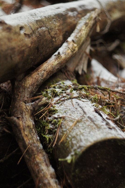 Бревна и коряги - fogmeadowww m