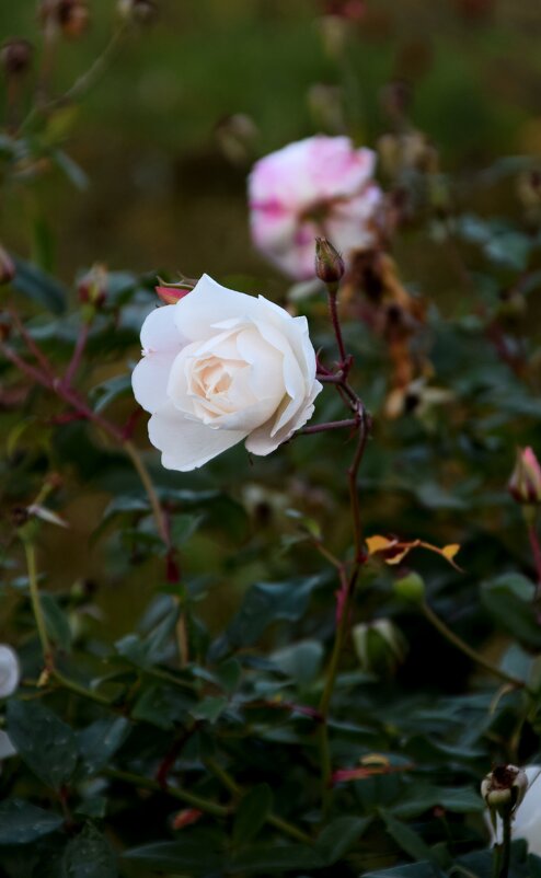 *** - Павленко Михаил 