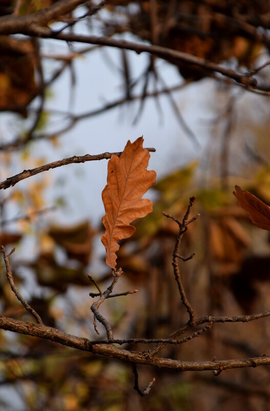 *** - Павленко Михаил 