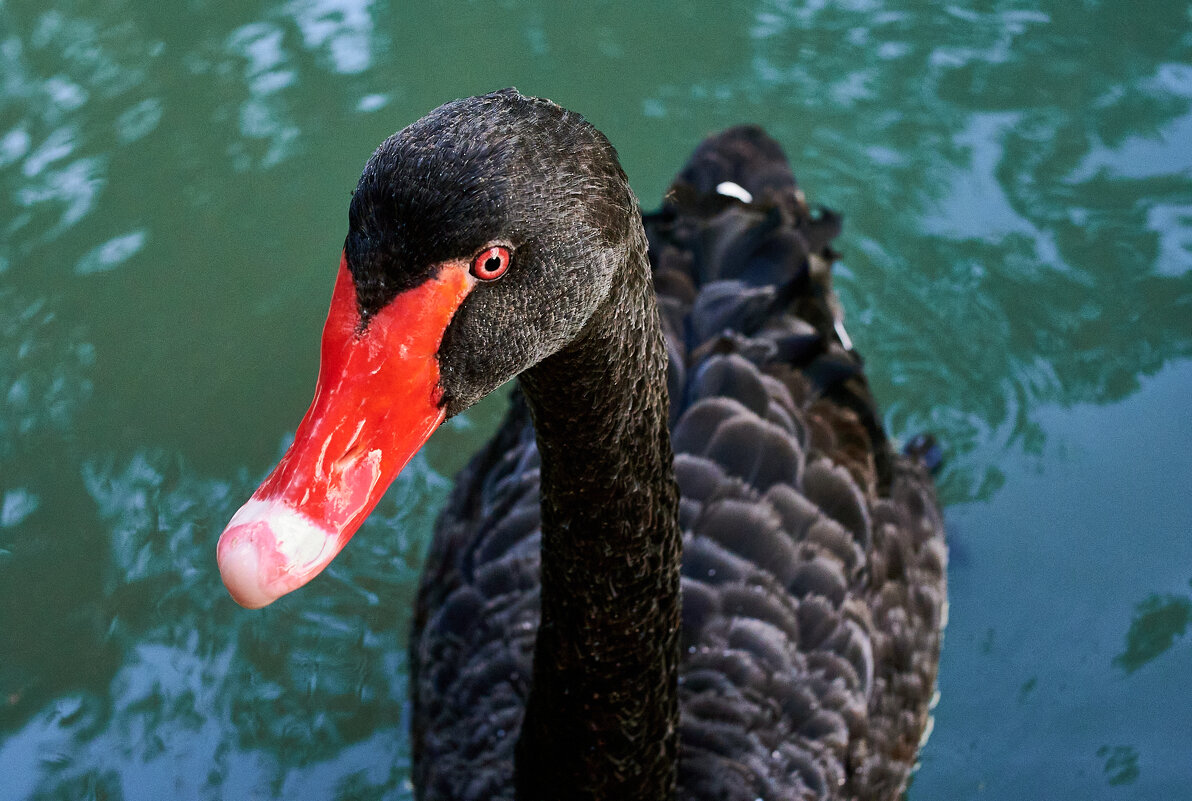 Привет Из Абхазии - Александр Леонов