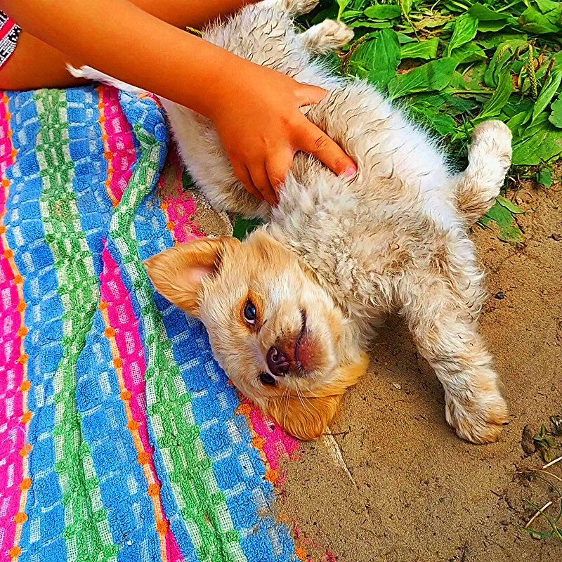 ЛЮБИМЕЦ - Анатолий Малобродский