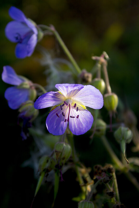 Цветок. - Александр 