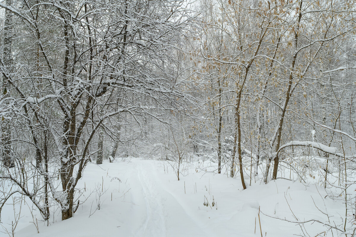 Снежные тропинки в лесу... - Владимир 