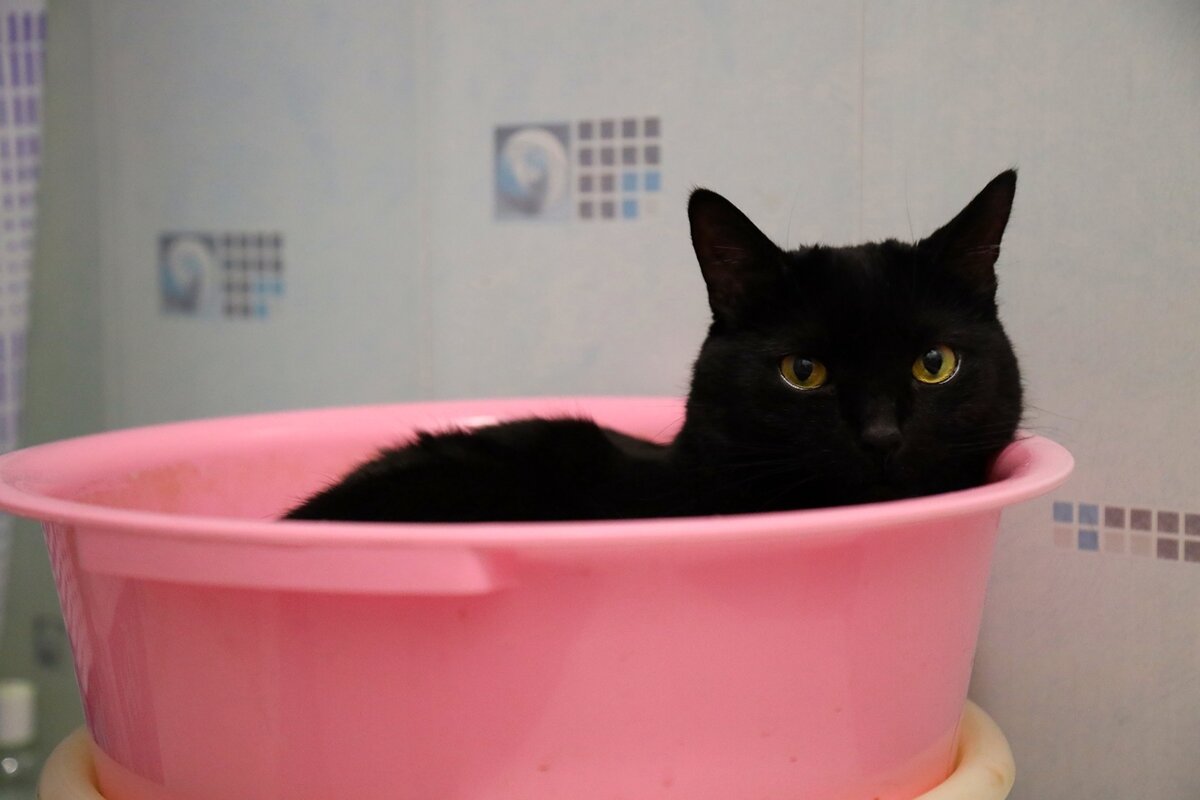 а мне и в тазике хорошо . - Владимир иванов