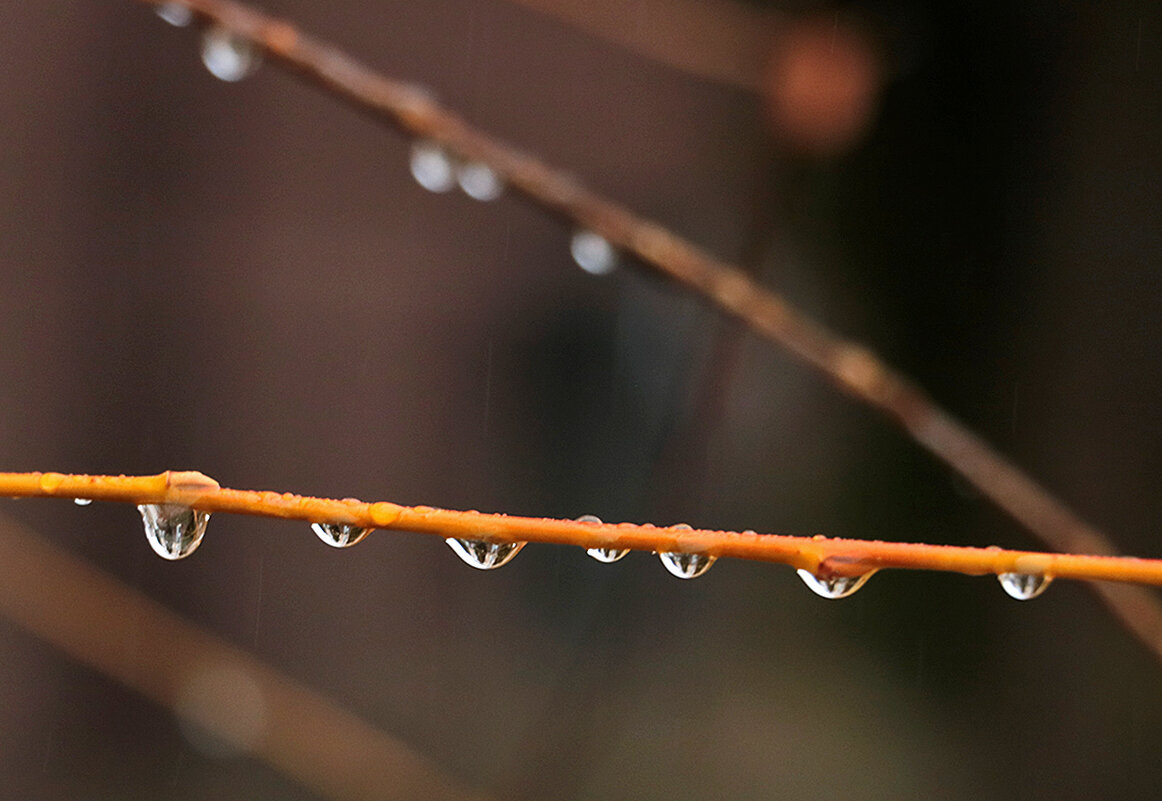 Кап-кап-кап... - Светлана 