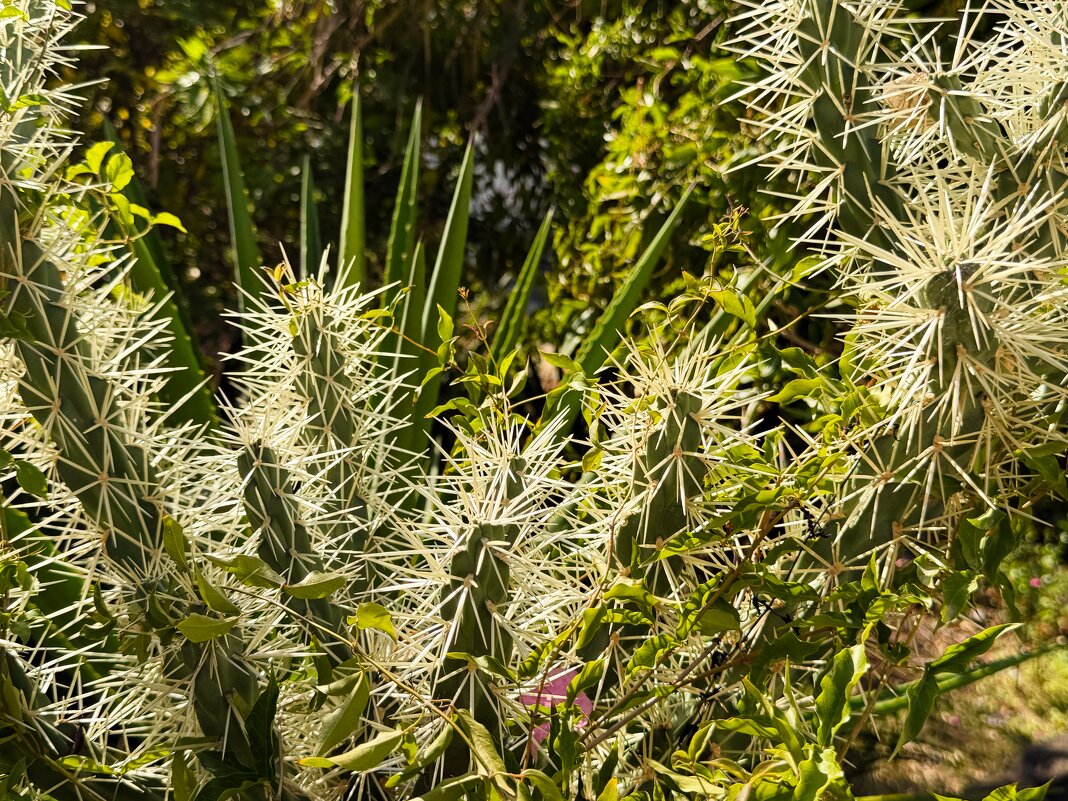 Опунция Туниката - Строптивая красавица - Александр Деревяшкин