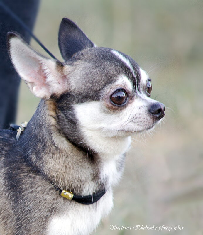 Чихуахуа - Светлана Ищенко Чихуахуа - Светлана Ищенко
