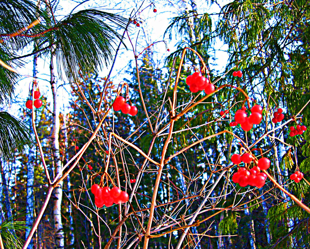Январь...Зимняя калина у протоки Чеускина. - Владимир 