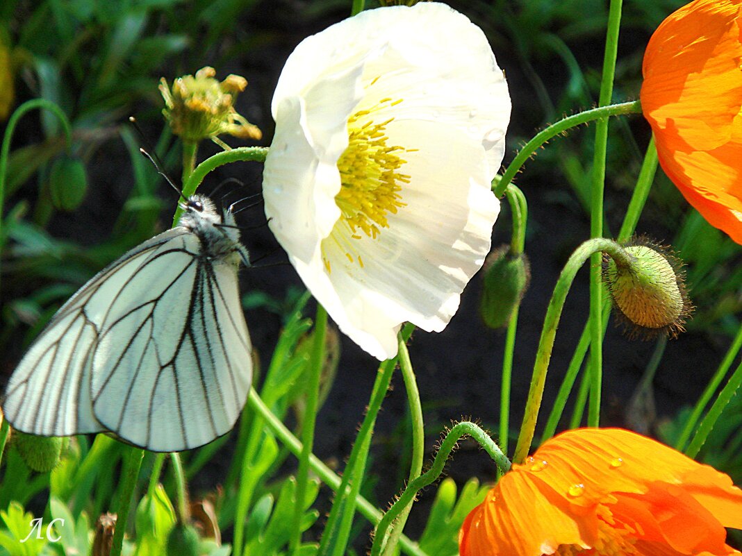 Летнее утро - Любовь Сахарова