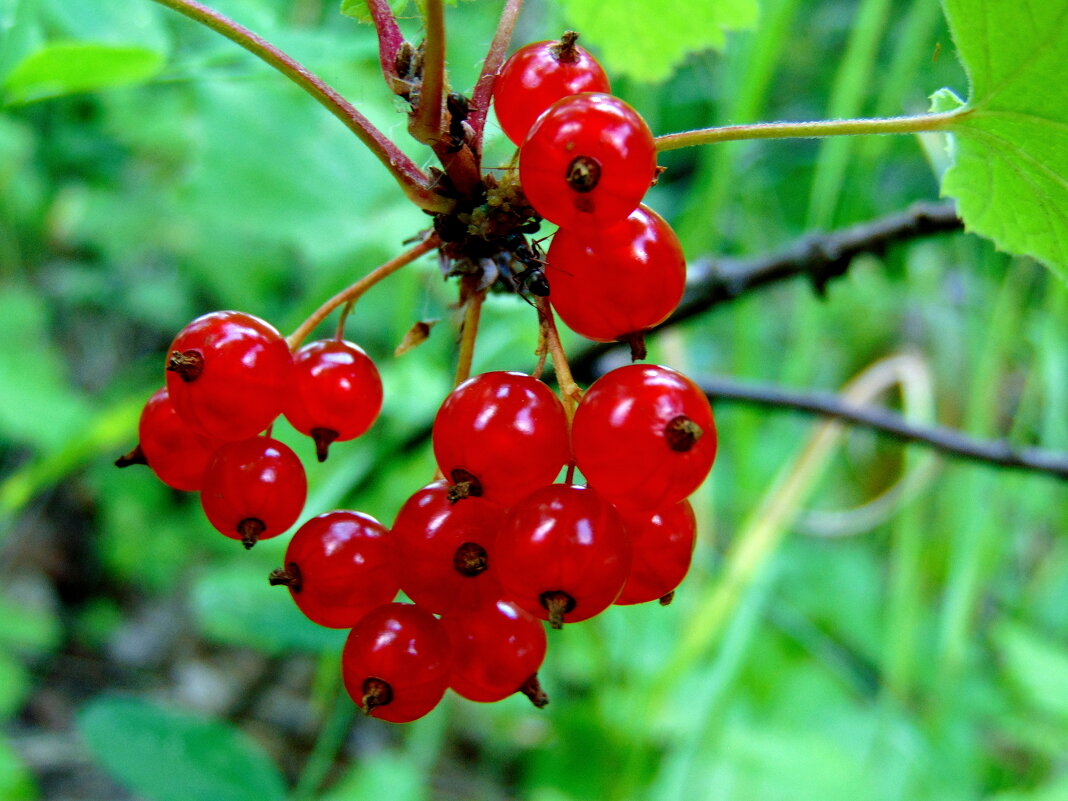 Красная смородина. - nadyasilyuk Вознюк