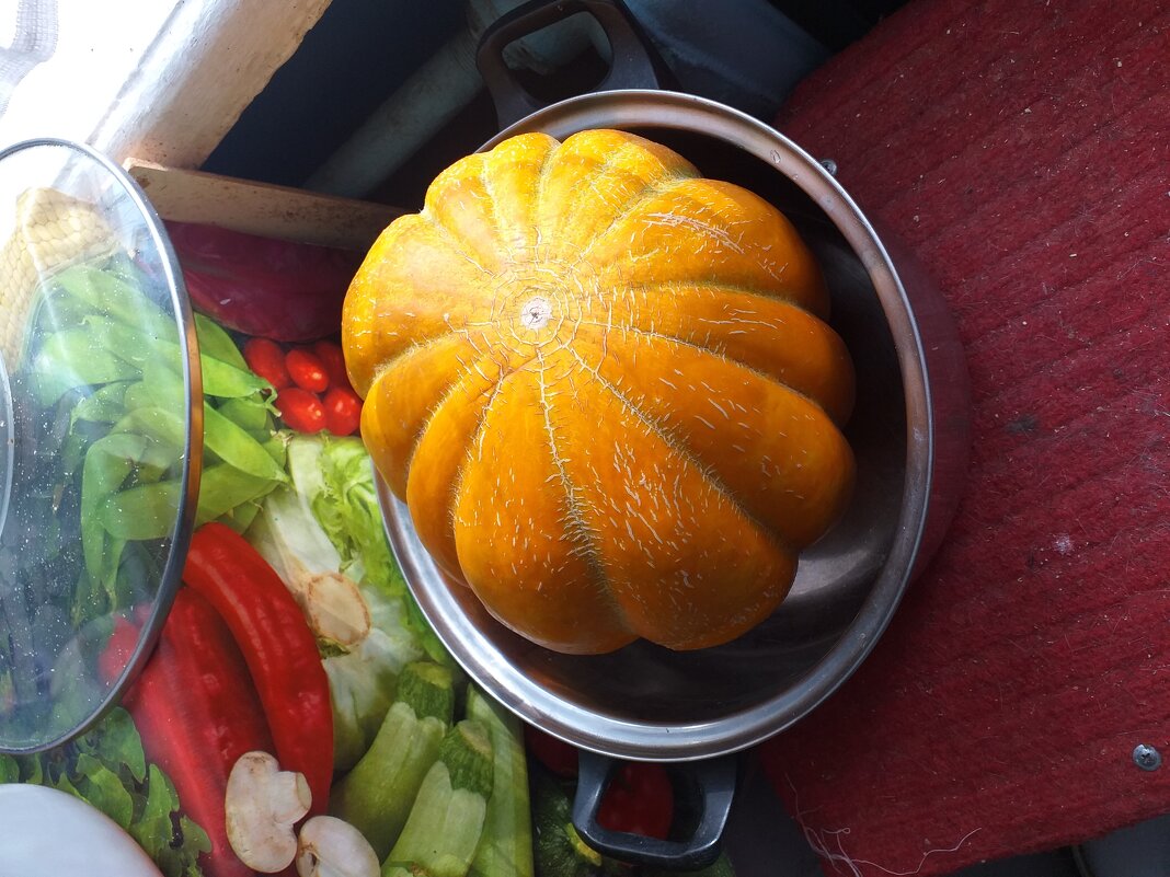 не тыква, а сладкая дыня... - Галина Флора