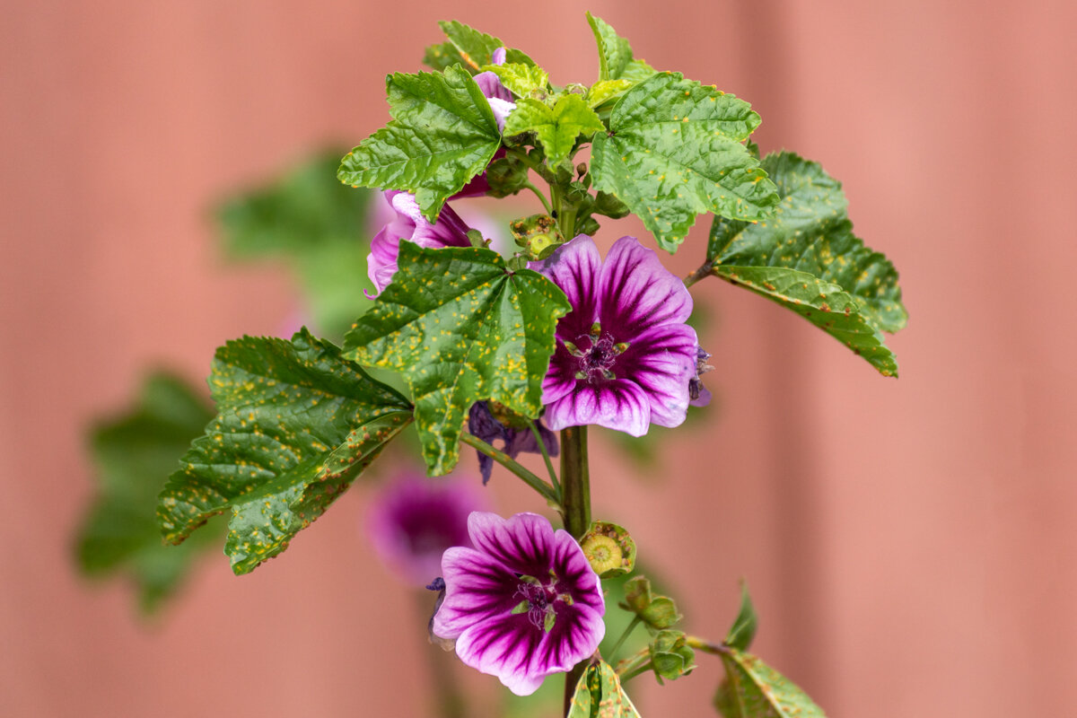 Просвирник лесной / Мальвы - Игорь Сикорский Просвирник лесной / Мальвы - Игорь Сикорский