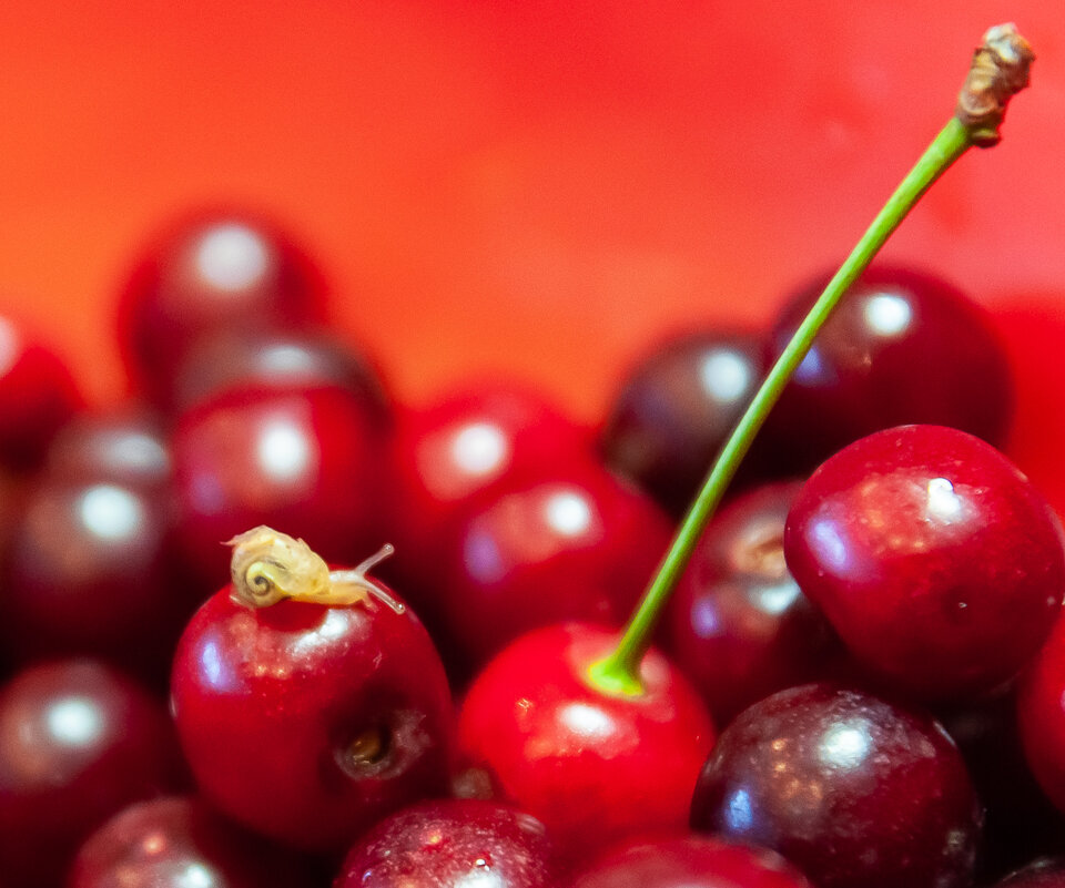 Вишня - Олег Загорулько