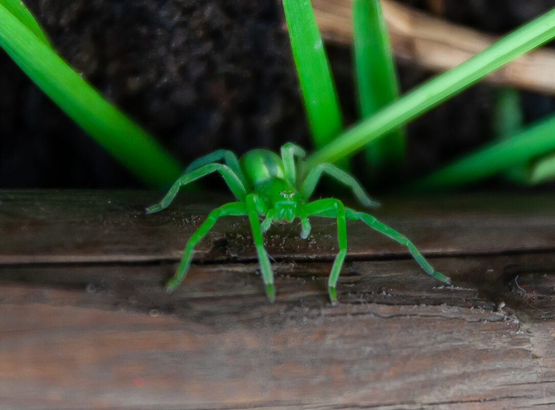 Зелёный - Олег Загорулько